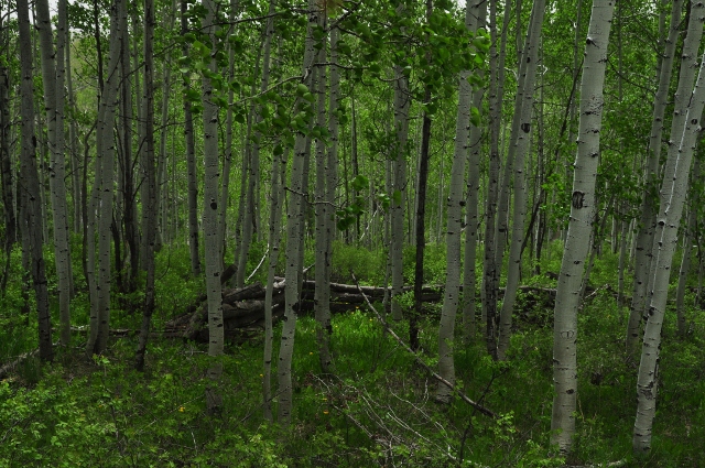 Big Al Trail of aspens
